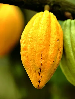 Cacao